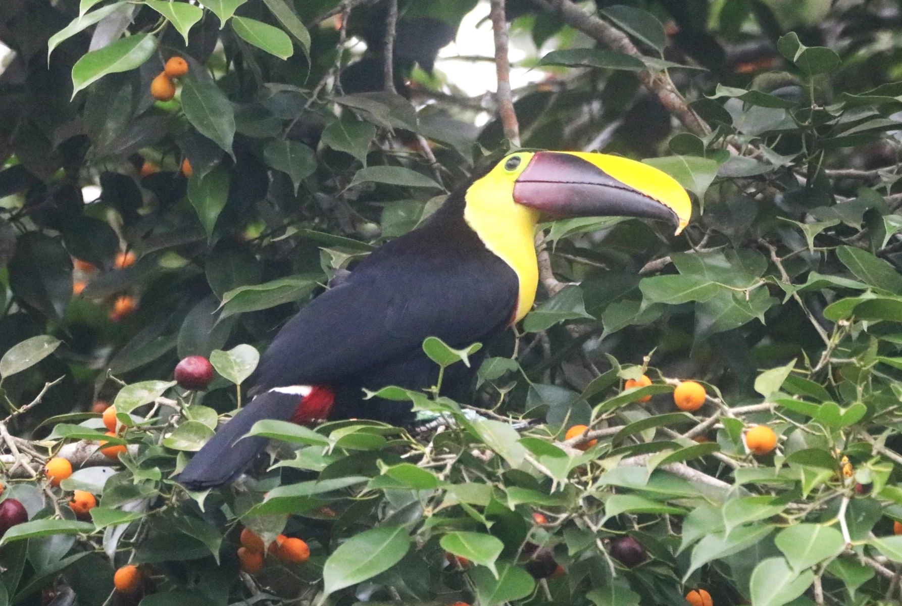 Costa Rica nature & coast days